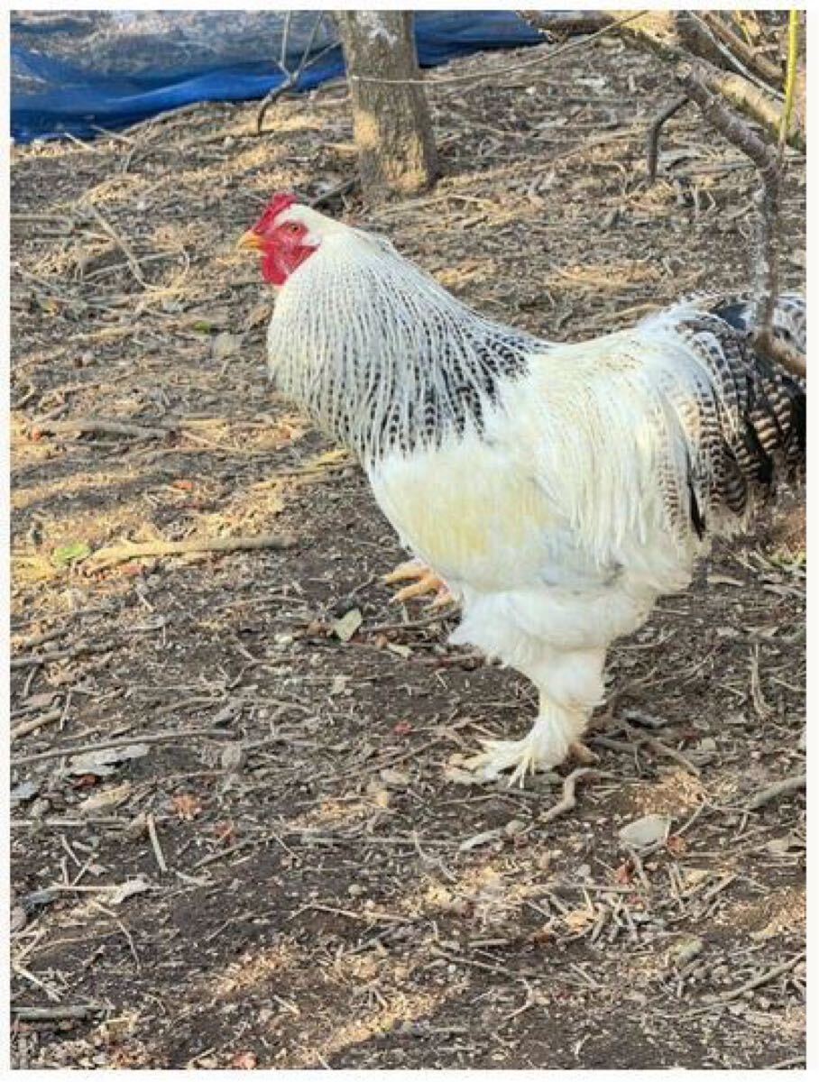 世界で1番 ホワイトブラマ大きい鶏　人気爆発　有精卵?。秱€