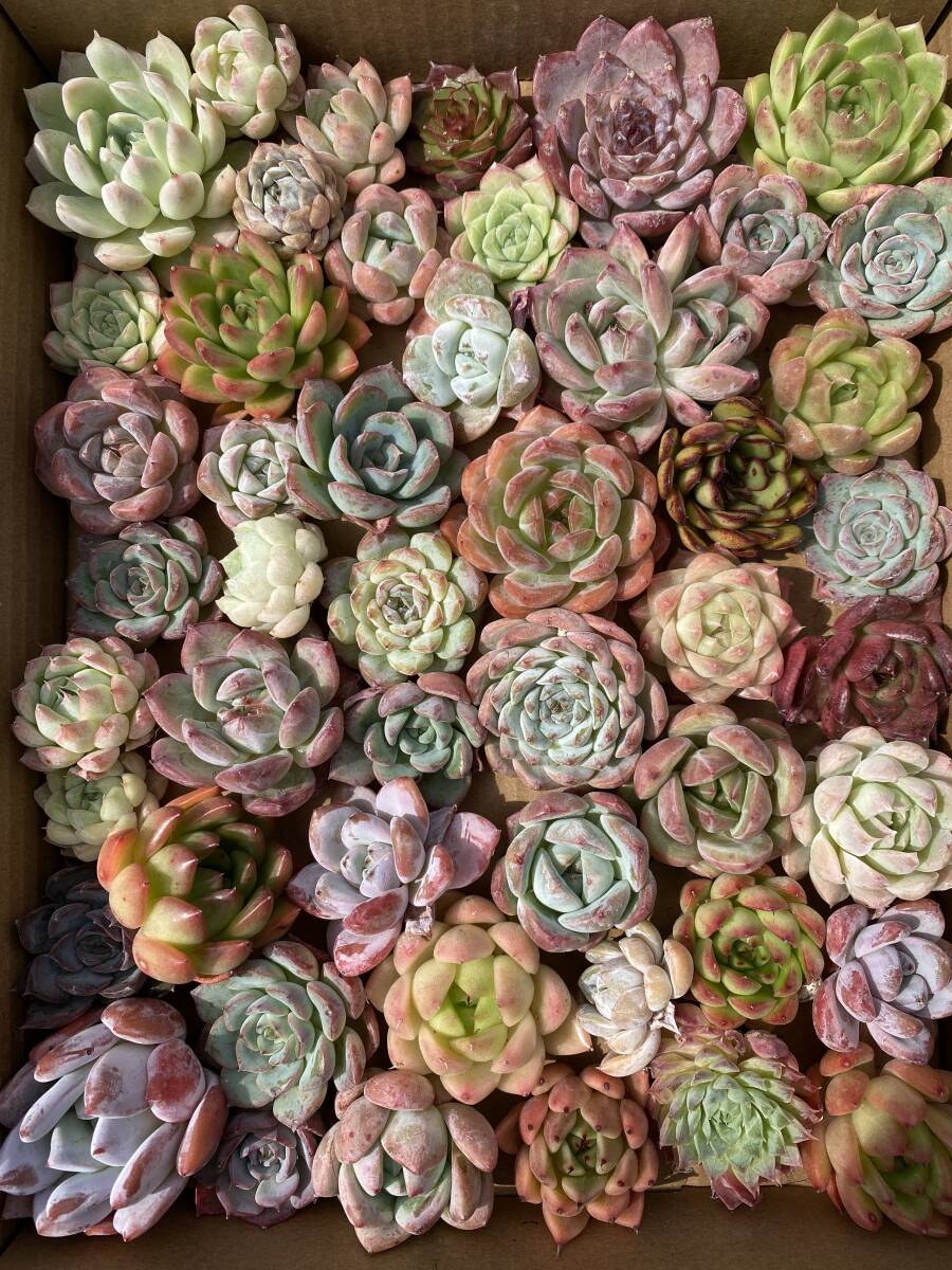 ෆ˚*感謝セールෆ˚* ベゴニア 1苗 抜き苗 寄せ植え 多肉植物 ෆ˚*感謝セールෆ˚* ベゴニア 1苗 抜き苗 寄せ植え 多肉