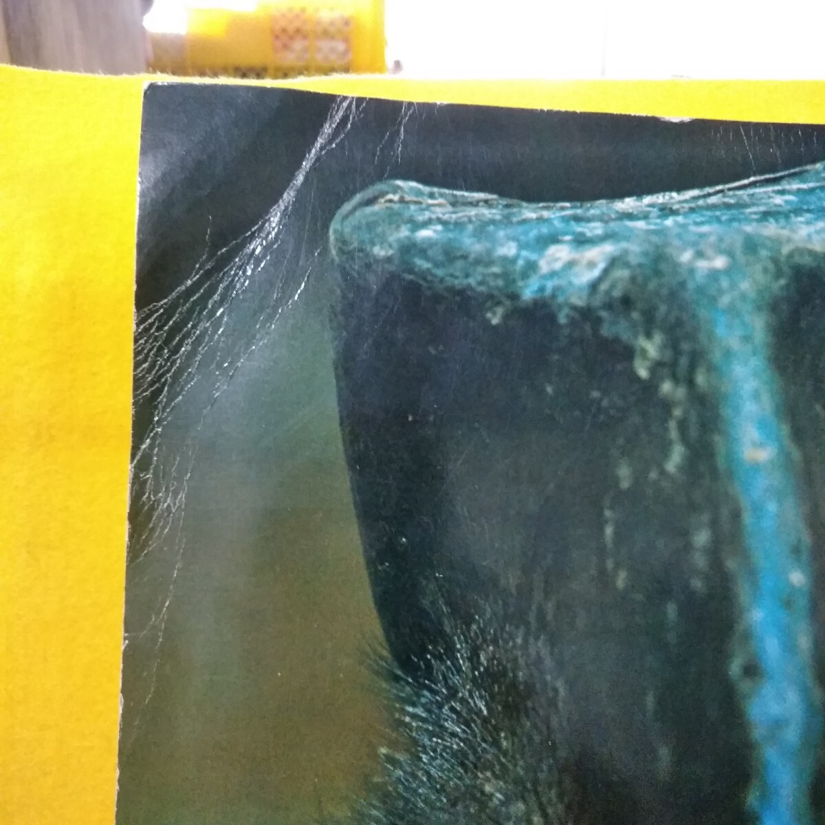 hh101[ животное жизнь Deluxe версия 18 животное. мир большой природа .... жизнь. регистрация ]*L12*070909