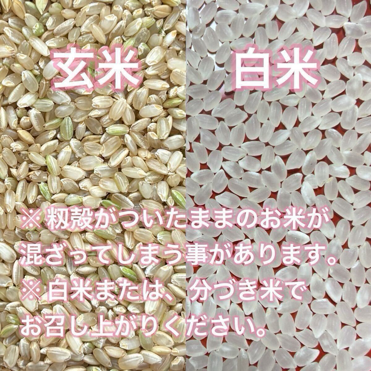手渡可！令和7年新米★埼玉県加須市（北川辺産）コシヒカリ?ミルキークイーン玄米30kgキロ※精米不可★特別栽培米 減農(nóng)薬栽培 農(nóng)家直送 