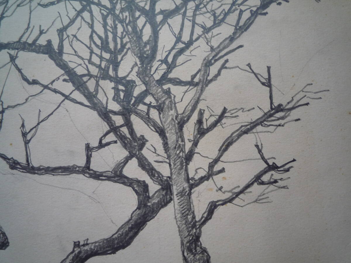 ★ 真作 坪內(nèi)正「枯れ木」デッサン 紙 サイン 1966年 シート マット付き 日展會(huì)員 師：宮本三郎 