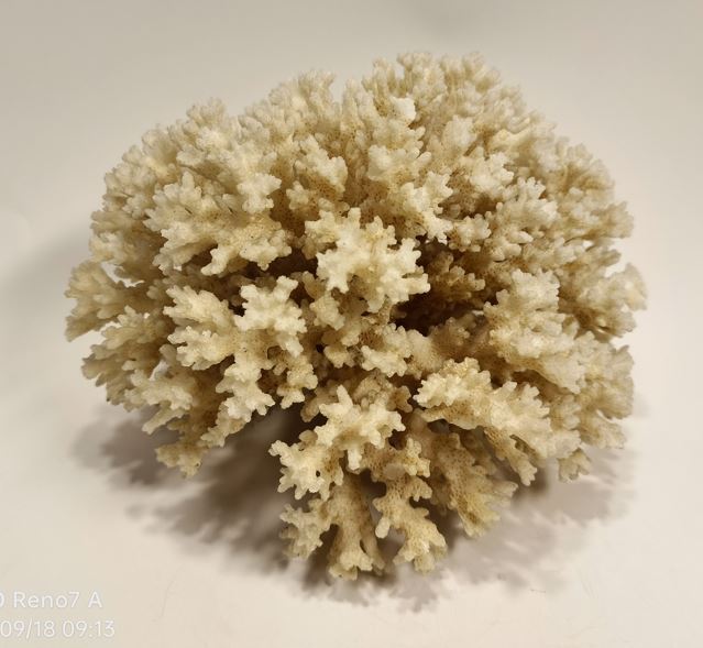 白珊瑚 珊瑚 サンゴ 天然原石 579g_画像3