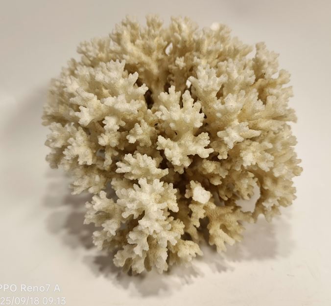 白珊瑚 珊瑚 サンゴ 天然原石 579g_画像4