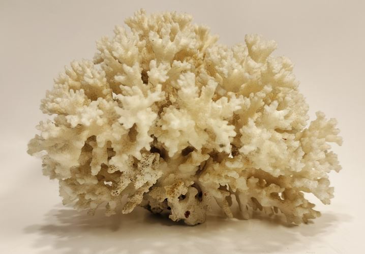 白珊瑚 珊瑚 サンゴ 天然原石 579g_画像7