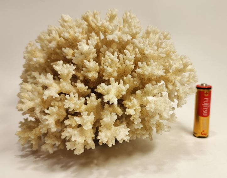 白珊瑚 珊瑚 サンゴ 天然原石 579g_画像1