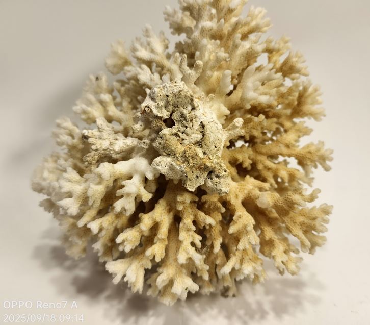 白珊瑚 珊瑚 サンゴ 天然原石 579g_画像8