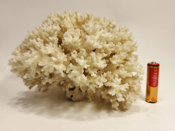 白珊瑚 珊瑚 サンゴ 天然原石 579g_画像2