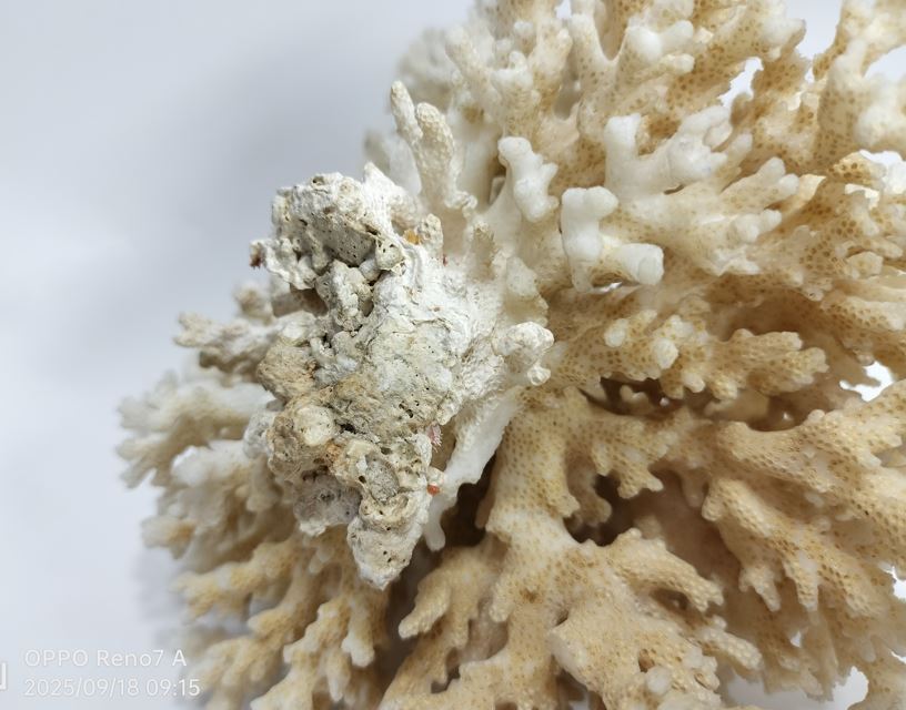 白珊瑚 珊瑚 サンゴ 天然原石 579g_画像9