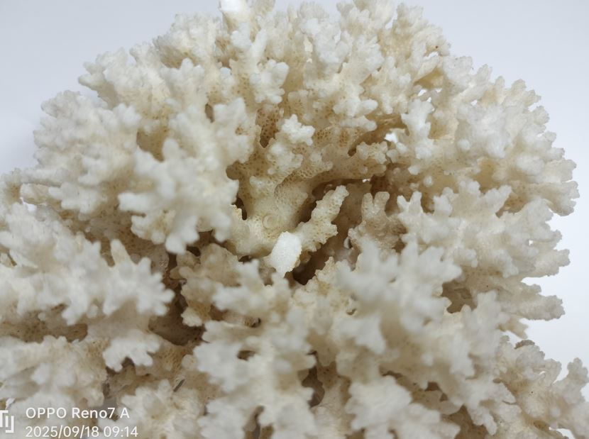 白珊瑚 珊瑚 サンゴ 天然原石 579g_画像6