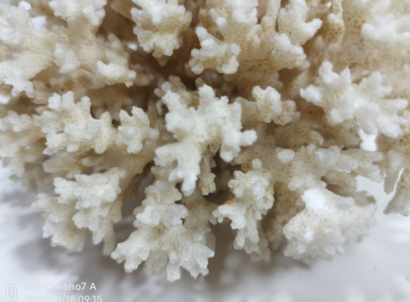 白珊瑚 珊瑚 サンゴ 天然原石 579g_画像10