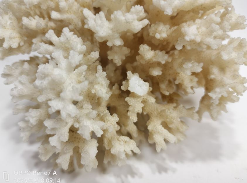 白珊瑚 珊瑚 サンゴ 天然原石 579g_画像5