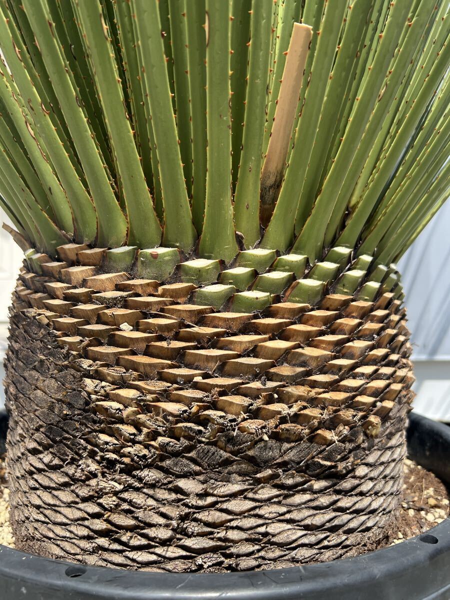 ダシリリオン ミキワネンシ　太株