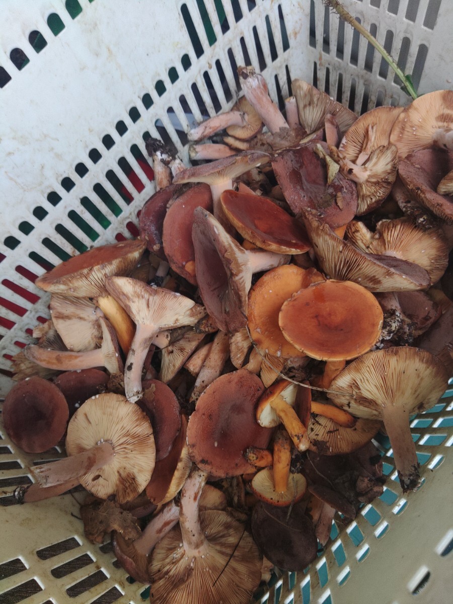 巖手県産　チチタケ　干燥　50g