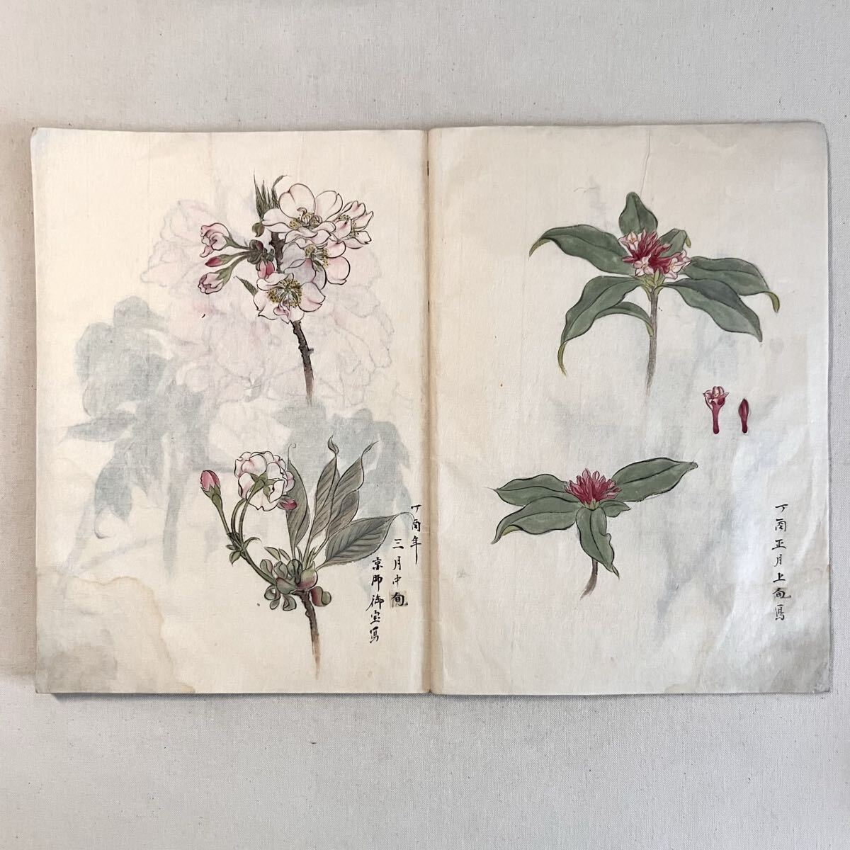 【天?！坎莼▽懻嫣?寫眞帖 植物畫 博物畫 肉筆 當時物 美術品 絵畫 日本畫