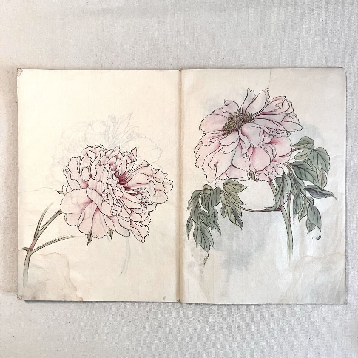 【天?！坎莼▽懻嫣?寫眞帖 植物畫 博物畫 肉筆 當時物 美術品 絵畫 日本畫