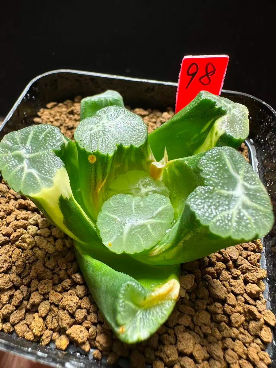 21A ハオルチア　多肉植物　昇雲龍錦　自家繁殖 21A ハオルチア 多肉植物 昇雲龍錦 自家繁殖