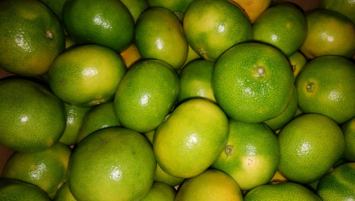 　1円～スタート【高知県産】☆　山北みかん　秀Lサイズ　約5kg?！ˉ`ル便発送