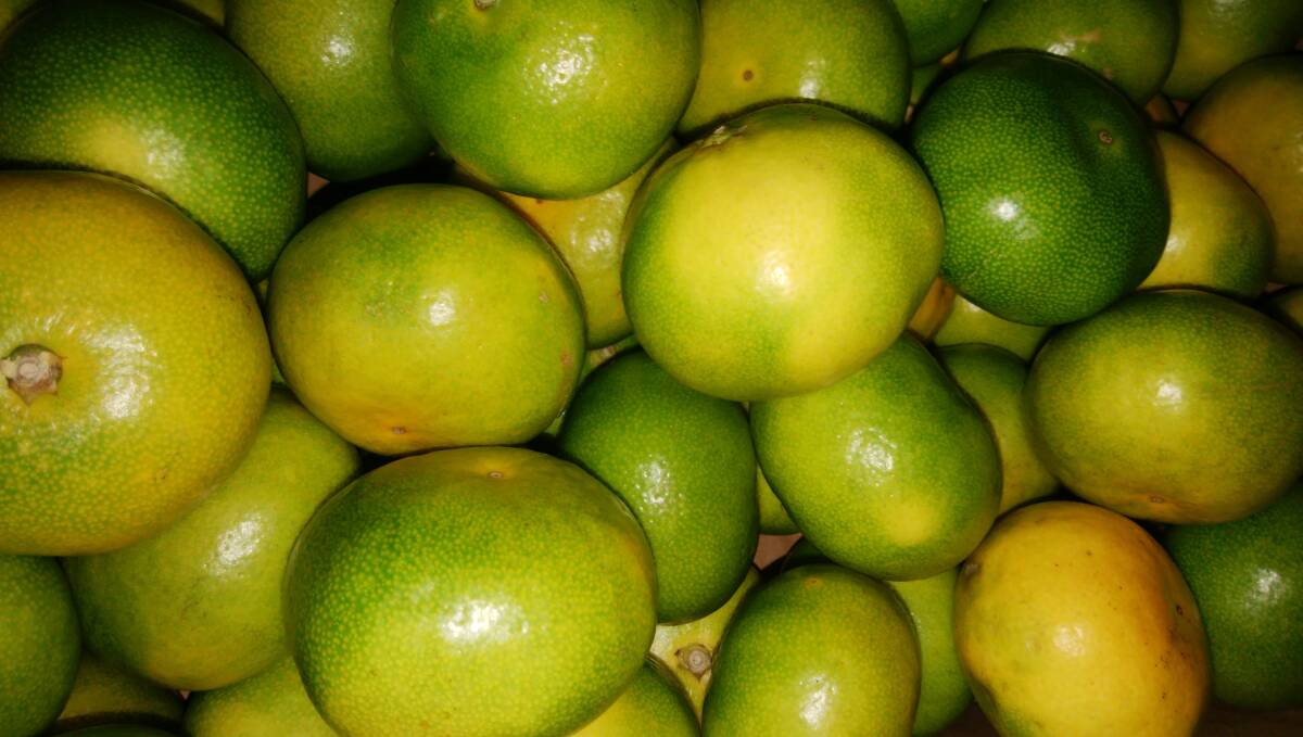 　1円～スタート【高知県産】☆　山北みかん　秀Lサイズ　約5kg?！ˉ`ル便発送