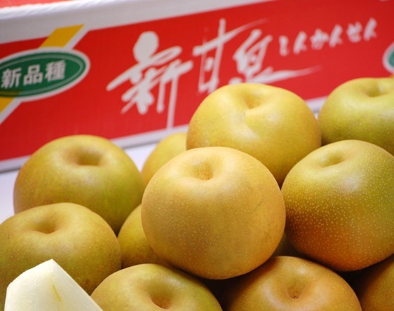 【京の果実屋】無(wú)袋栽培●超美味★希少新品種！高糖度●新甘泉●鳥(niǎo)取 糖度厳選の10/12【5kg】秀品