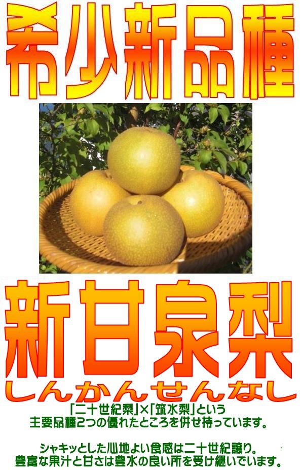 【京の果実屋】無(wú)袋栽培●超美味★希少新品種！高糖度●新甘泉●鳥(niǎo)取 糖度厳選の10/12【5kg】秀品