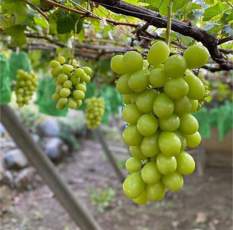 【京の果実屋】大房800g級(jí)！岡山『晴王』シャインマスカット★皮ごと種なし激甘?。狈繀g価◆