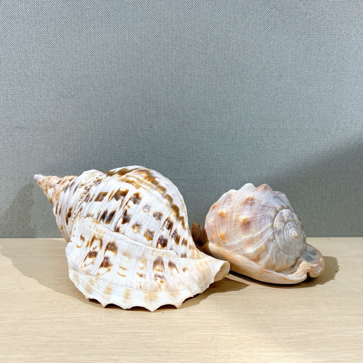 ★貝殻 オブジェ コレクション 飾り 模型 幅28cm 15cm_画像2