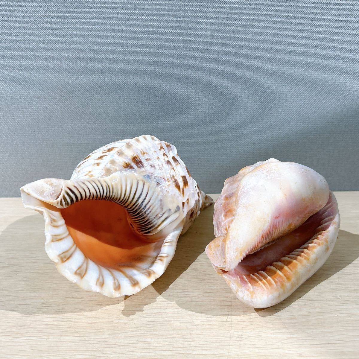 ★貝殻 オブジェ コレクション 飾り 模型 幅28cm 15cm_画像3