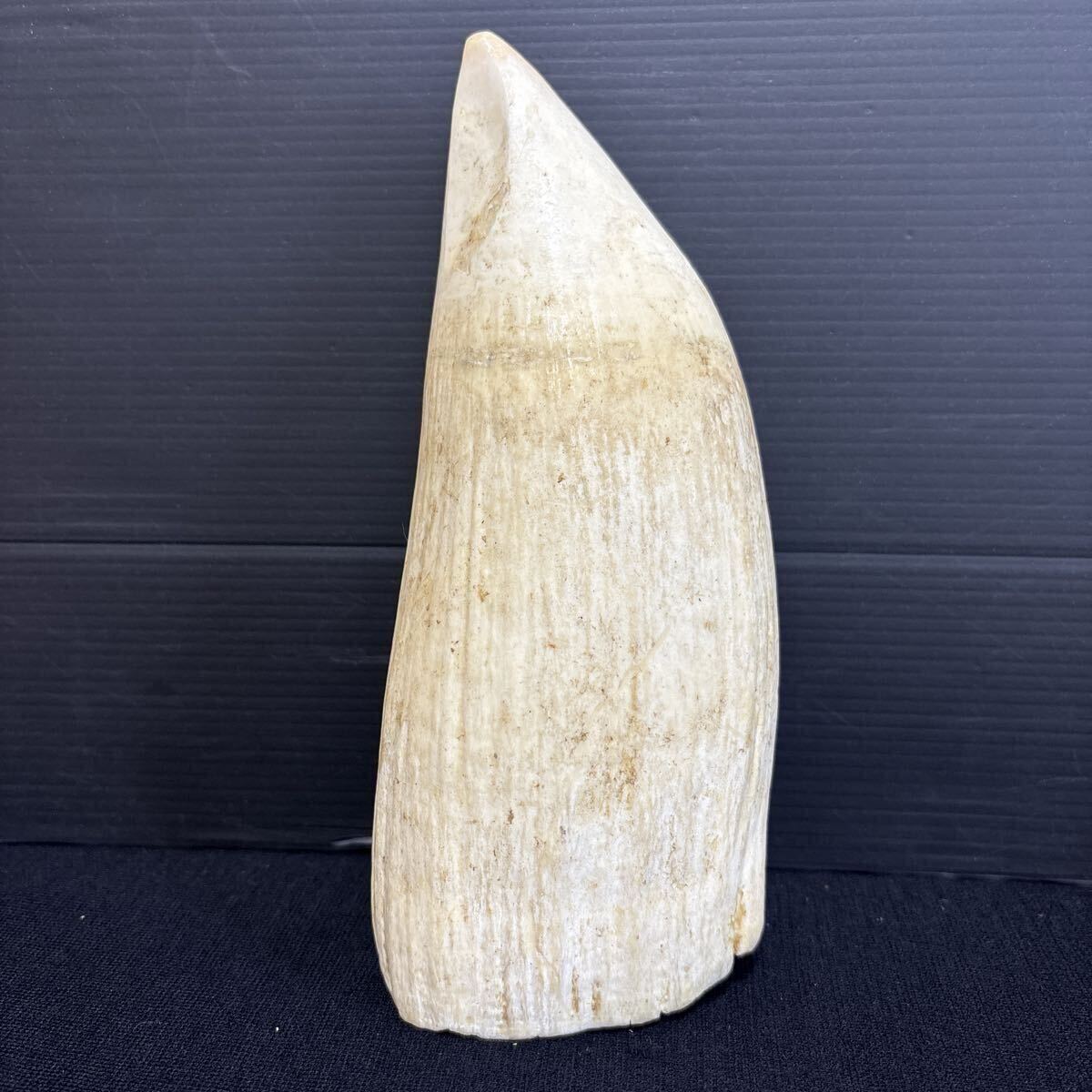 makou кит очень большой размер 874g. зуб ... натуральный материалы [ netsuke / материалы для печати / печать / художественное изделие / изделие прикладного искусства / скульптура материал / кит зуб /../.. зуб / антиквариат товар / ценный / редкий 