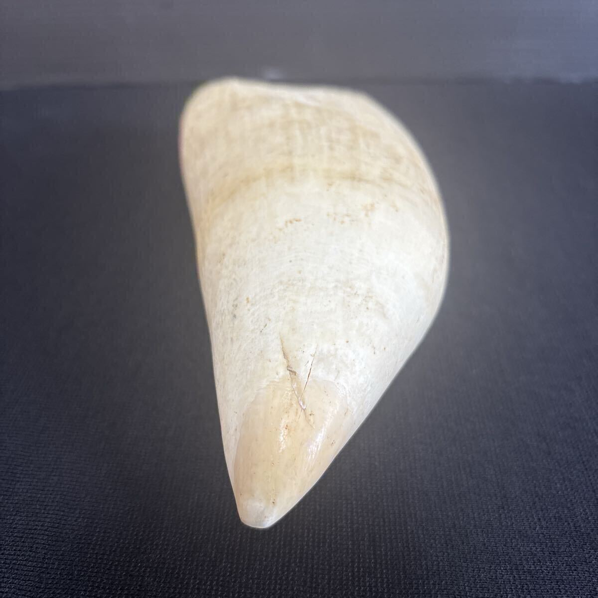 makou кит очень большой размер 874g. зуб ... натуральный материалы [ netsuke / материалы для печати / печать / художественное изделие / изделие прикладного искусства / скульптура материал / кит зуб /../.. зуб / антиквариат товар / ценный / редкий 