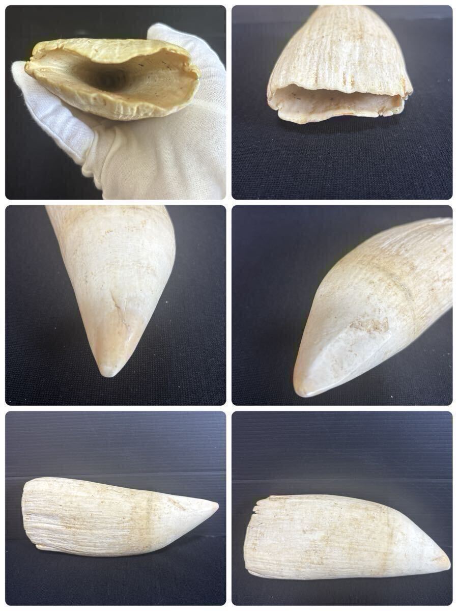 makou кит очень большой размер 874g. зуб ... натуральный материалы [ netsuke / материалы для печати / печать / художественное изделие / изделие прикладного искусства / скульптура материал / кит зуб /../.. зуб / антиквариат товар / ценный / редкий 