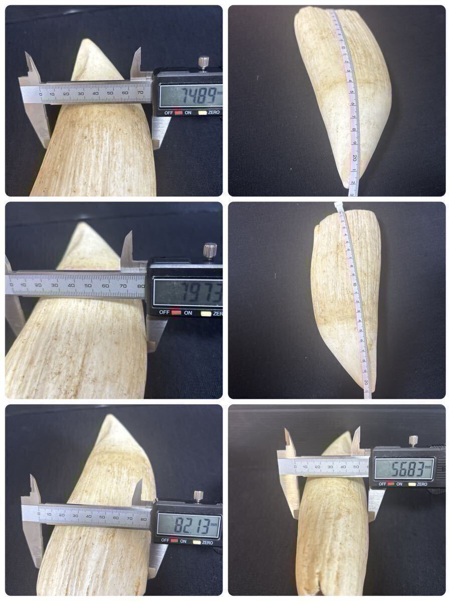 makou кит очень большой размер 874g. зуб ... натуральный материалы [ netsuke / материалы для печати / печать / художественное изделие / изделие прикладного искусства / скульптура материал / кит зуб /../.. зуб / антиквариат товар / ценный / редкий 