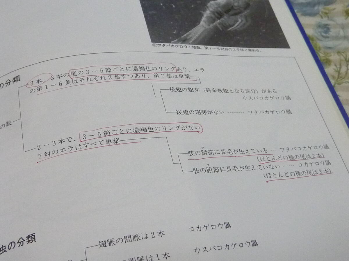 ＵＳＥＤ★「鱒たちのメニュー」アングラーに贈るフィールドブック／フライフィッシング・トラウトベイト・渓流・水生昆虫_画像8