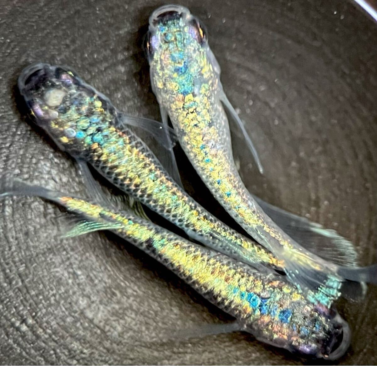 【新品，人気セール】LAめだか ペガサス メダカ 種親は本家様直系 検索用 金閣 カーネリアン マネー 碧da 幻想 和墨星ラメ シンデレラ ①(めだか)｜売買されたオークション情報、yahooの商品情報をアーカイブ公開 - めだか