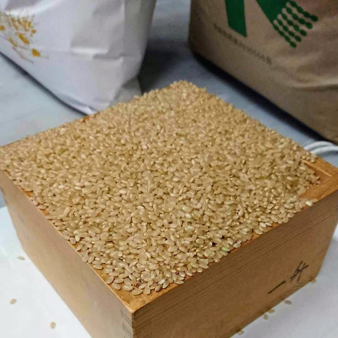 令和7年 新米！精米無料！玄米15キロ 栃木県大田原 黒羽産コシヒカリ 15㎏ 