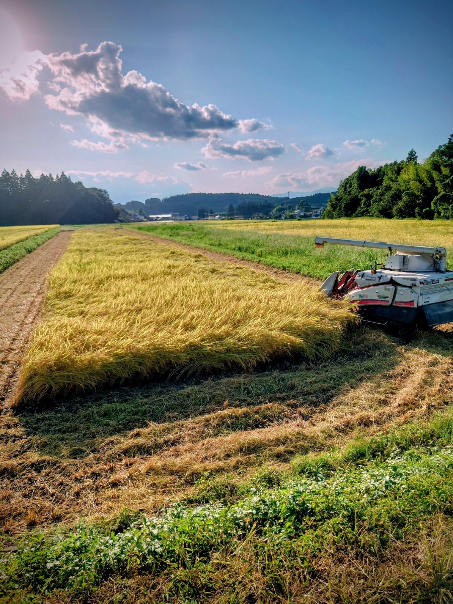 令和7年 新米！精米無料！玄米15キロ 栃木県大田原 黒羽産コシヒカリ 15㎏ 