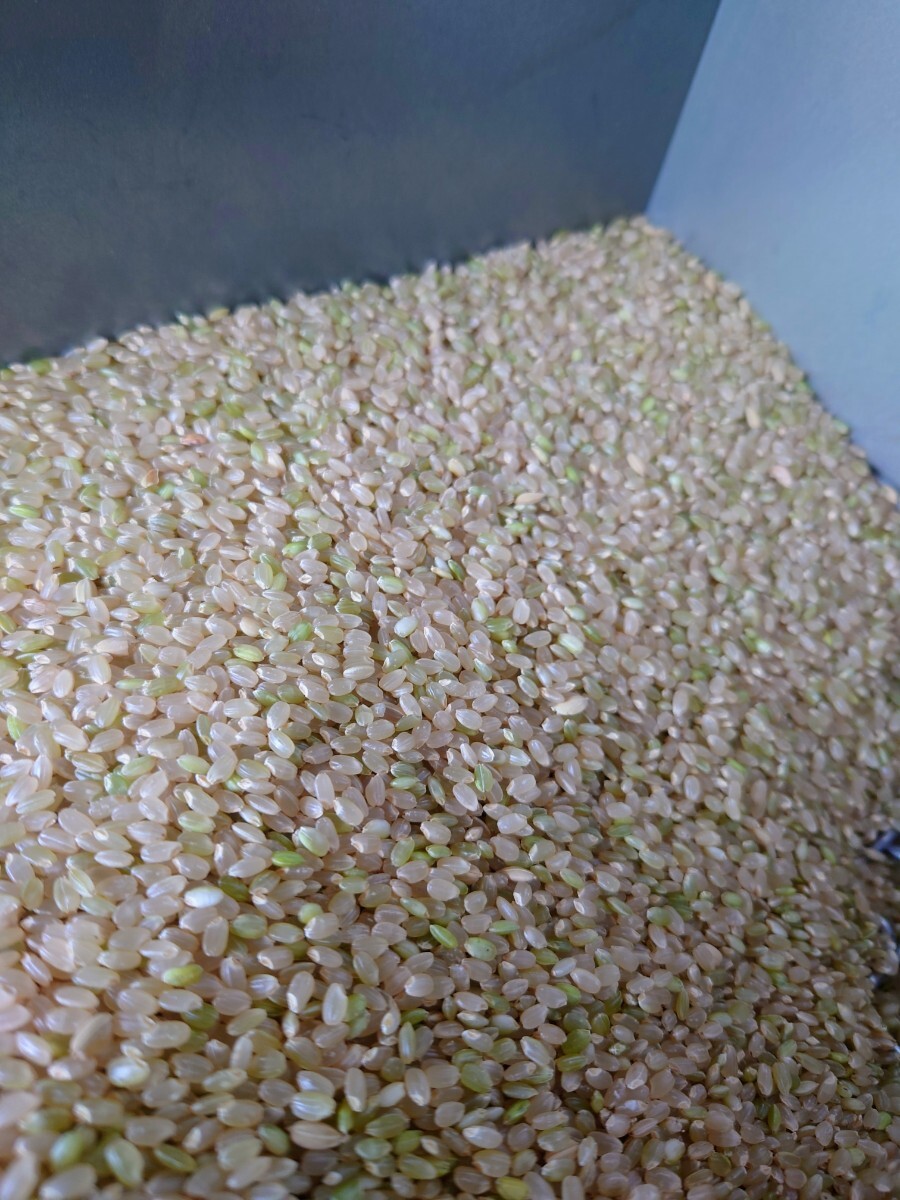 令和7年 新米！精米無料！玄米15キロ 栃木県大田原 黒羽産コシヒカリ 15㎏ 