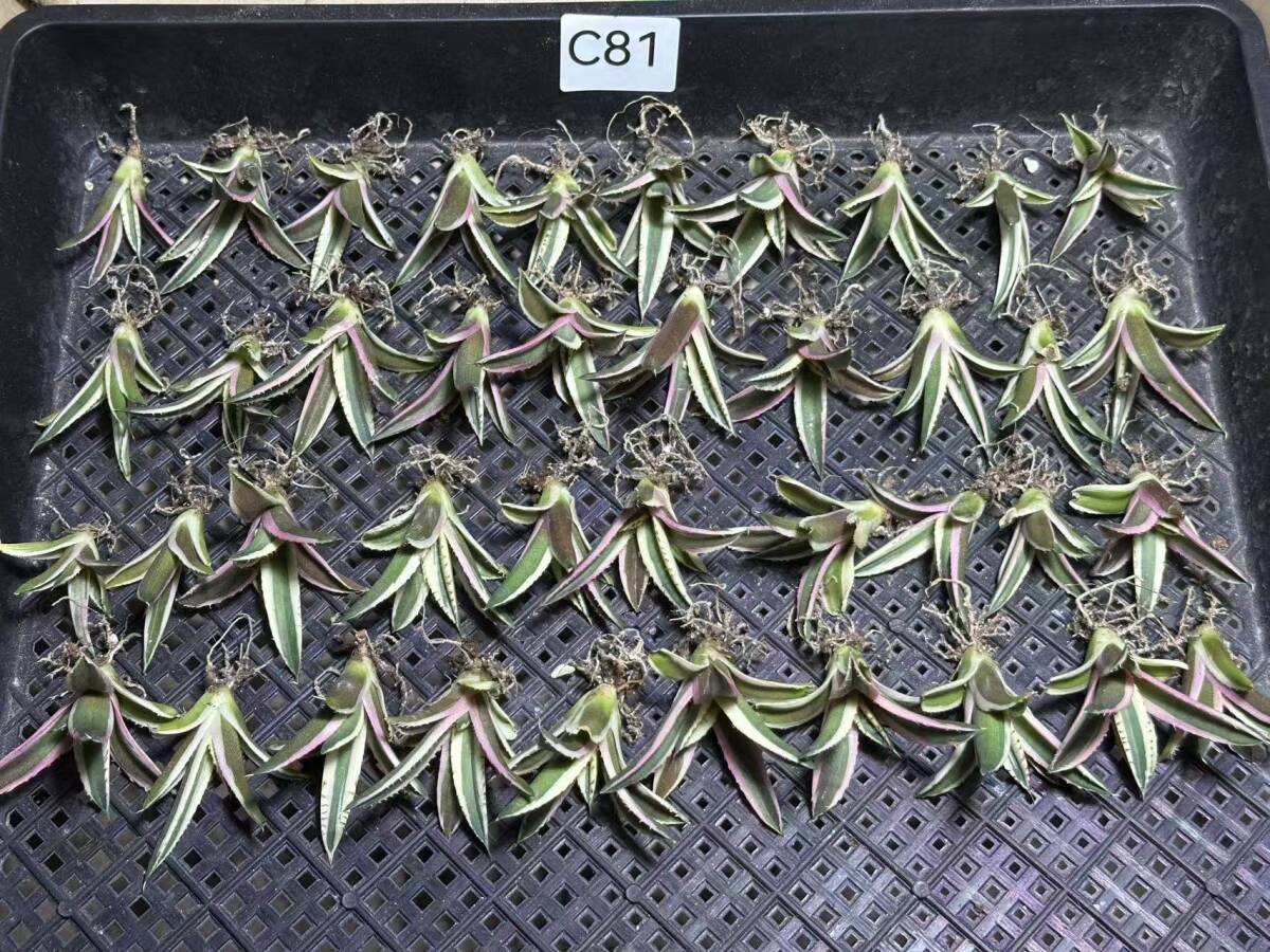 001-3アガベ 多肉植物【特選】　チタノタ　スナグルトゥース　極上株