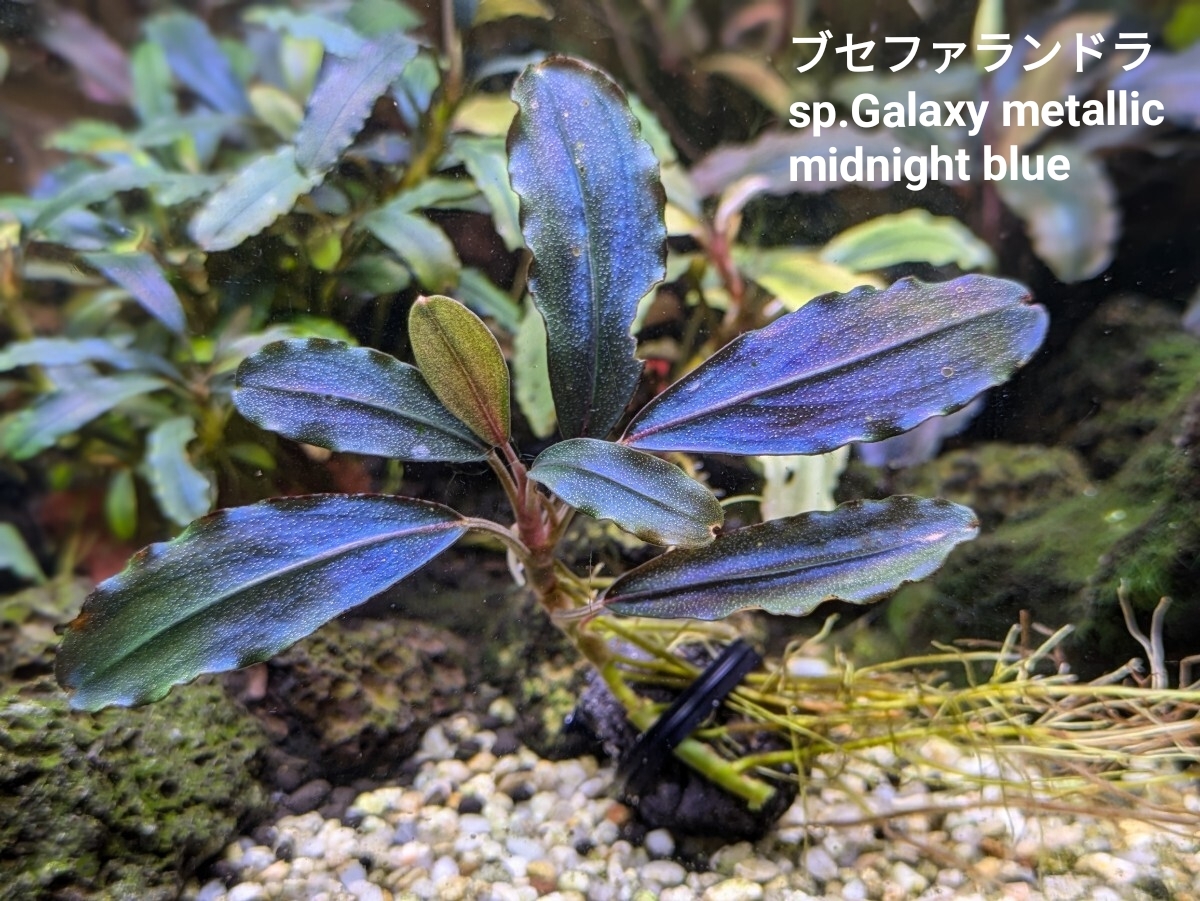 ブセファランドラsp Galaxy metallic midnight blue 完全水中葉