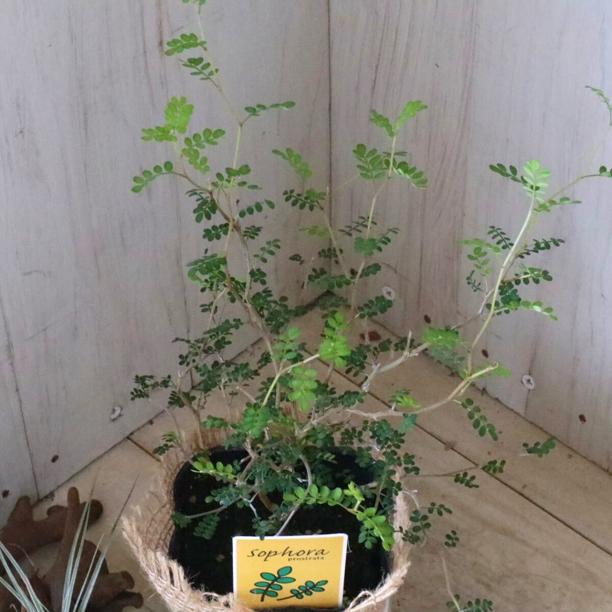 メルヘンの木　ソフォラ　プロストラータ　リトルベイビー 