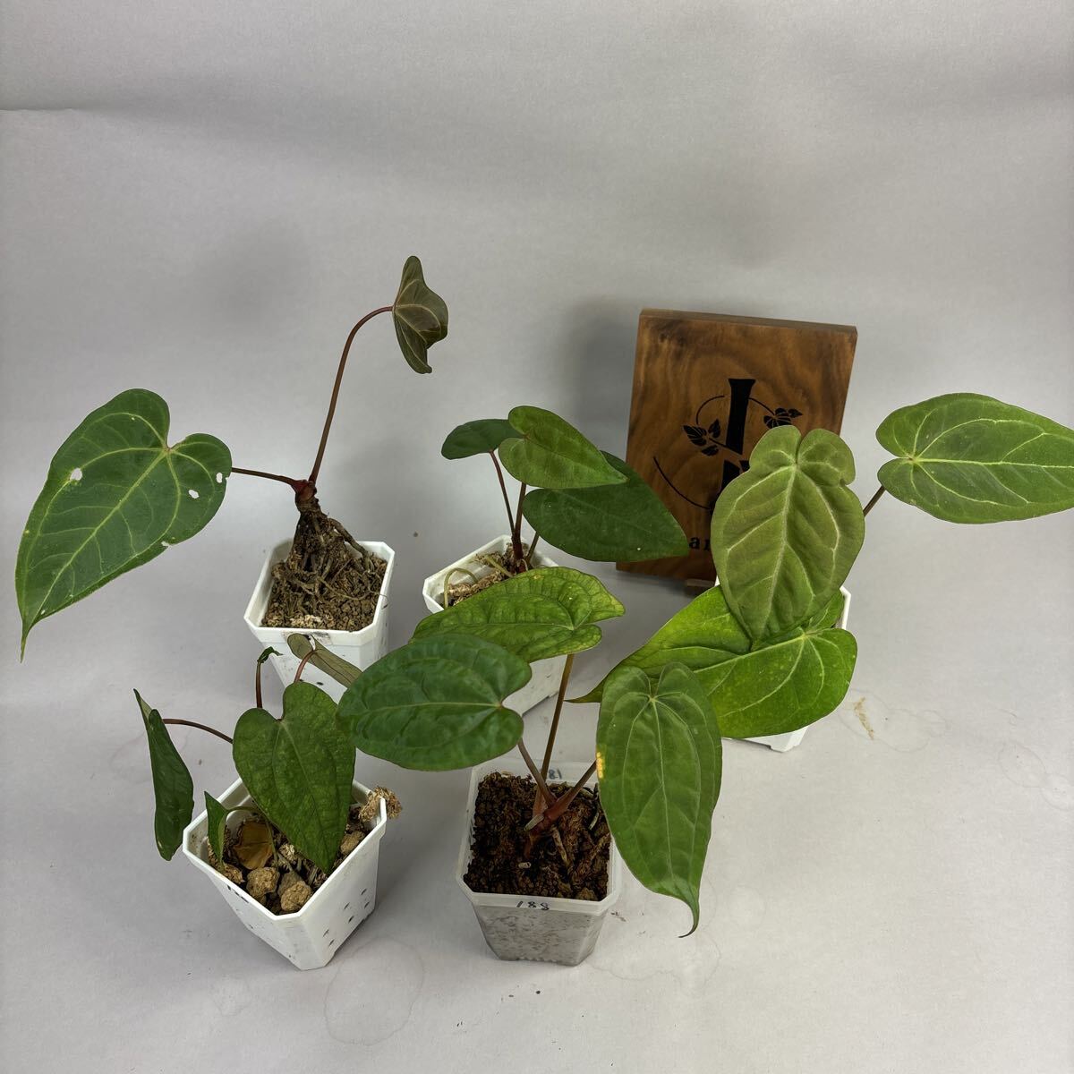 Anthurium papillilaminum x Other アンスリウム パピリラミナム × 他種 実生 5株セット HU31