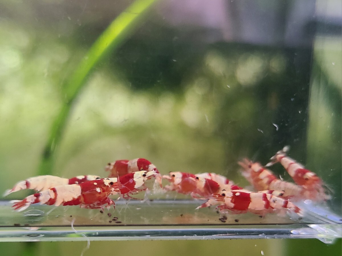 【まきつぼ】現(xiàn)物出品 レッドファンシータイガー シュリンプ 10匹 【10月5日発送限定】