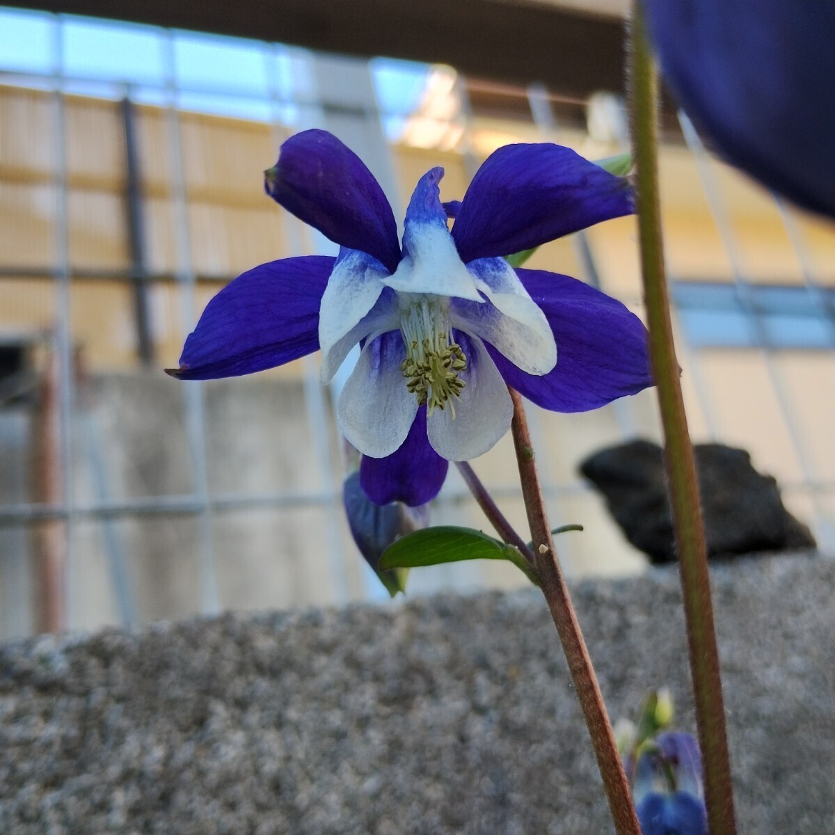 ミヤマオダマキ 10粒 同梱可能 花の種 種子 秋春蒔き 紫 パープル おしとやかな 深山苧環