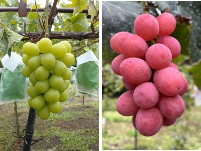 長野県産　シャインマスカット?シナノスマイル（合計800ｇ）