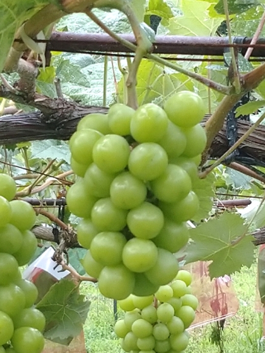 長野県産　シャインマスカット?シナノスマイル（合計800ｇ）