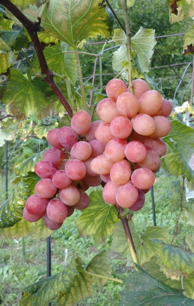 長野県産　シャインマスカット?シナノスマイル（合計800ｇ）