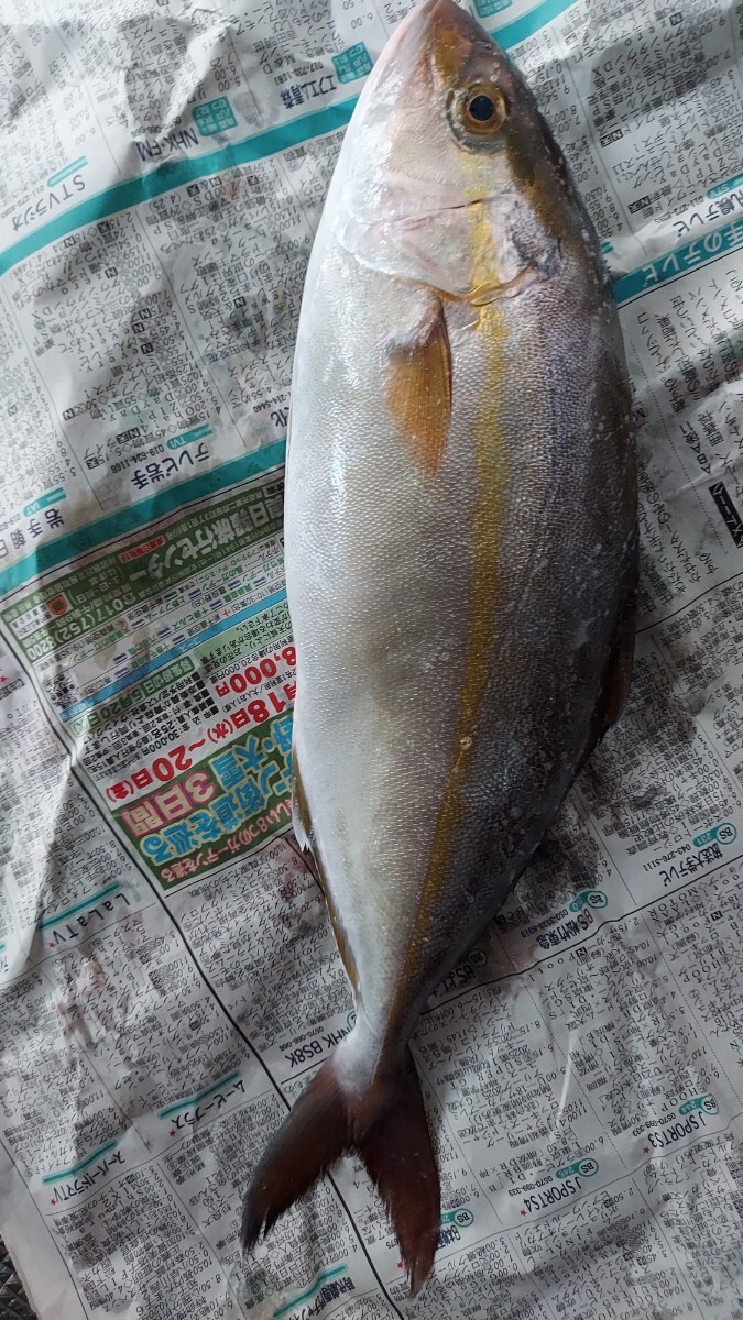 天然カンパチ40cm600g位1匹998円即決_画像1