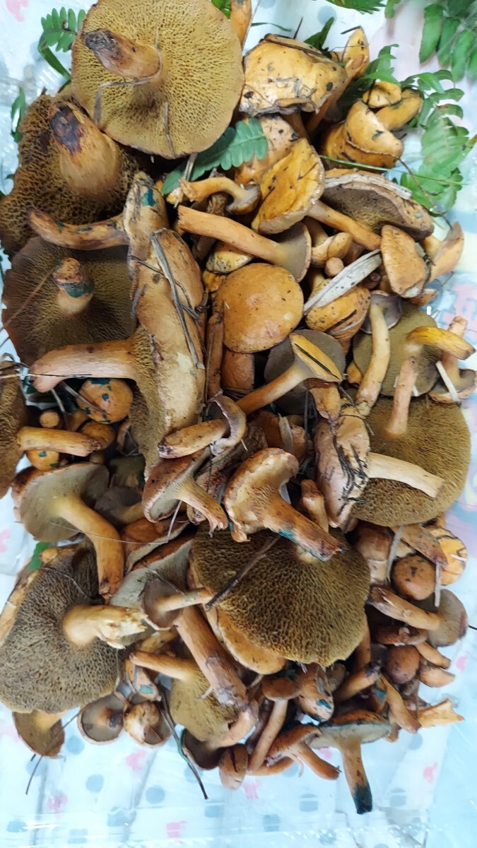 青森アミタケ150gセット980円即決