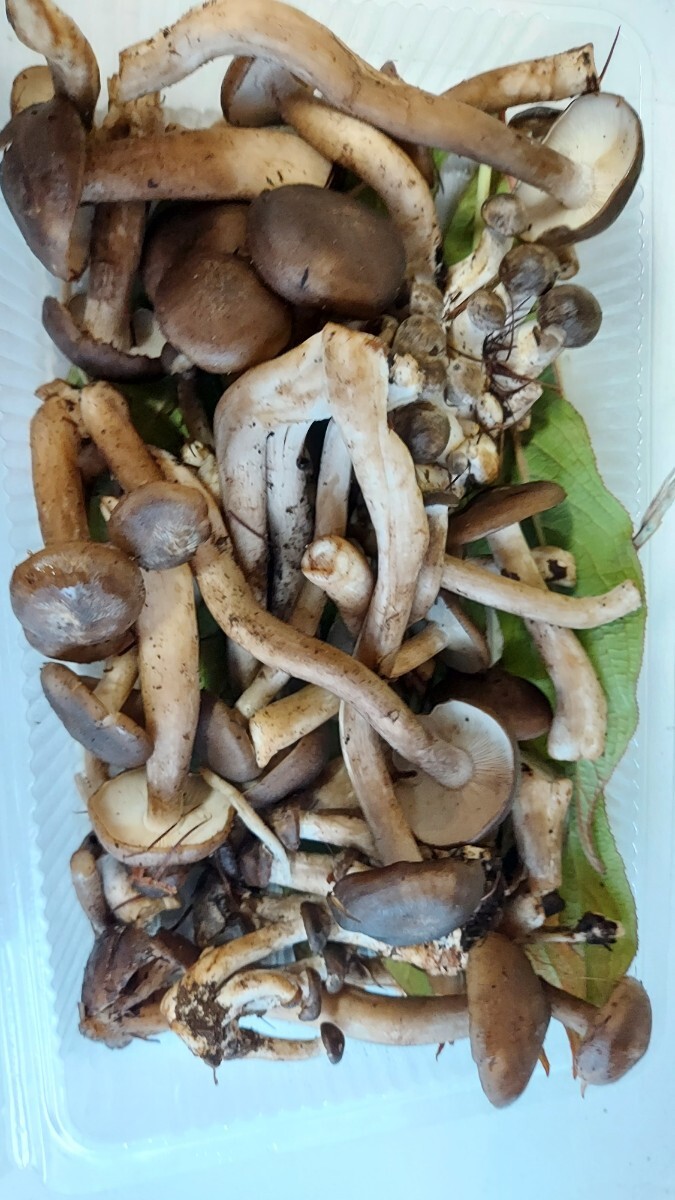 青森ハタケシメジ160gセット980円即決