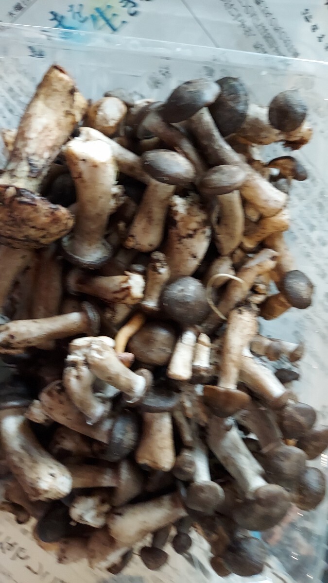 青森ハタケシメジ160gセット980円即決