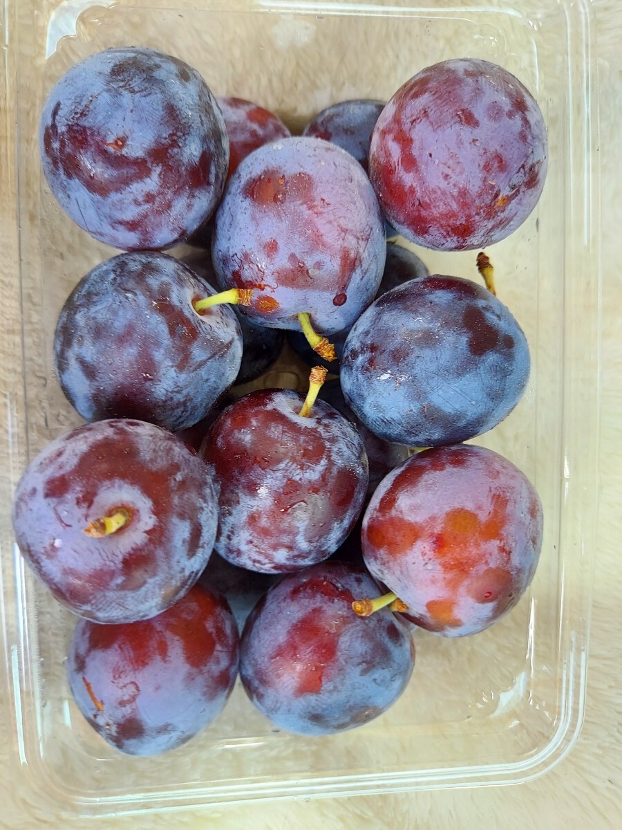 青森プルーン2.0k送料込み(福井県)セット4070円即決